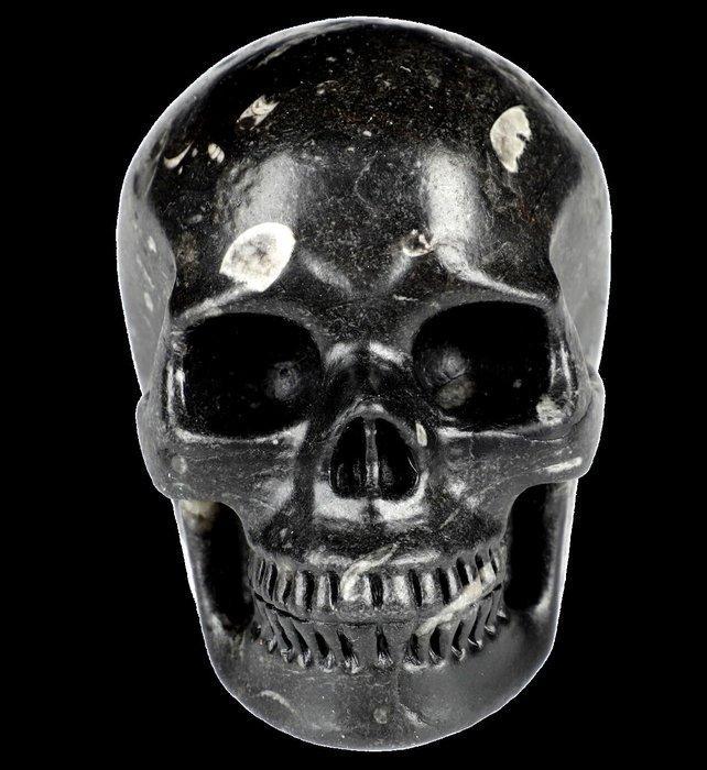 486 g fossiele schedel Shiva stone crinoïde muschelsteen, Antiek en Kunst, Curiosa en Brocante