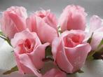 Roosjes 5-6cm. zijde best quality hot pink roze 10 st roos, Nieuw