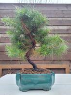 Den bonsai (Pinus) - Hoogte (boom): 25 cm - Diepte (boom):, Antiek en Kunst