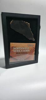 NWA 16900 - meteoriet Primitive achondriet (Brachinite) -, Verzamelen