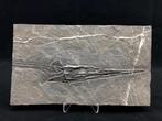 Fossiel - Fossiele matrix - Saurichthys - 25 cm - 15 cm