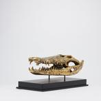 sculptuur, Heavy XL Saltwater Crocodile Skull fashioned in