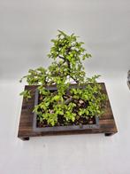 Bonsai van Zelkova - Collectiestuk - Hoogte (boom): 37 cm -