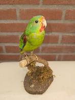 Side. Parrot Support de corps entier pour taxidermie -, Nieuw