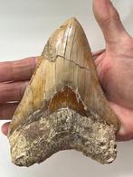 Enorme Megalodon tand 14,2 cm - Fossiele tand - Carcharocles, Verzamelen, Mineralen en Fossielen