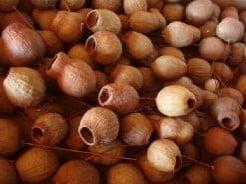 Eucalyptus bells Gum Bell op draad doos ca. 100st, Huis en Inrichting, Woonaccessoires | Kunstplanten en Kunstbloemen, Nieuw