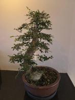 Bonsaï Orme de Chine (Ulmus parviflora) - Hauteur (arbre) :, Antiek en Kunst, Curiosa en Brocante