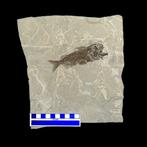 Fossiel skelet - Cyclopoma gigas - 24 cm - 22 cm