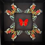 Vlinder Taxidermie volledige montage - Cymothoe Sangaris -