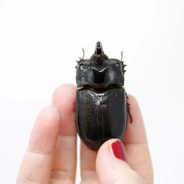 Lot de 20 Thai Rhino Beetles, spécimens A1 Support de corps
