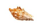 Sinatus Conch - Edelsteinqualität - Meeresschnecke, Verzamelen, Nieuw