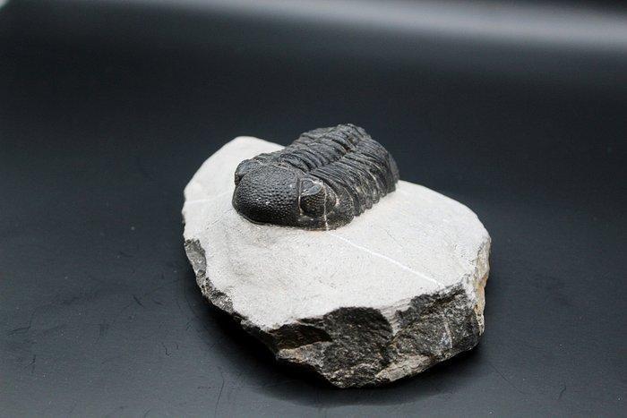 Trilobiet - Fossiele matrix (Zonder Minimumprijs), Verzamelen, Mineralen en Fossielen