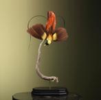 Rode Paradijsvogel Man Taxidermie Opgezette Dieren By Max, Ophalen of Verzenden, Nieuw, Vogel, Opgezet dier