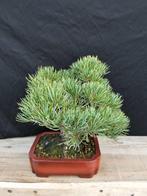 Bonsaï Pin (Pinus) - Hauteur (arbre) : 20 cm - Profondeur