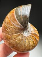 Decoratieve Nautilus - Gefossiliseerde schelp - Cymatoceras