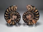 Ammonite - Coquillage fossilisé - Aioloceras (Cleoniceras), Verzamelen, Mineralen en Fossielen