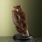 Rode Eekhoorn Taxidermie Opgezette Dieren By Max, Ophalen of Verzenden, Nieuw, Wild dier, Opgezet dier
