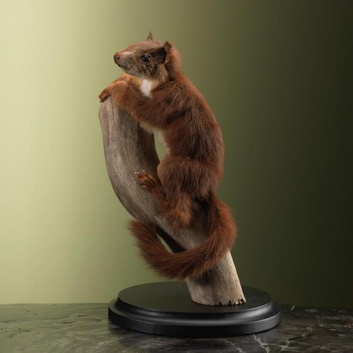 Rode Eekhoorn Taxidermie Opgezette Dieren By Max, Verzamelen, Dierenverzamelingen, Opgezet dier, Nieuw, Wild dier, Ophalen of Verzenden