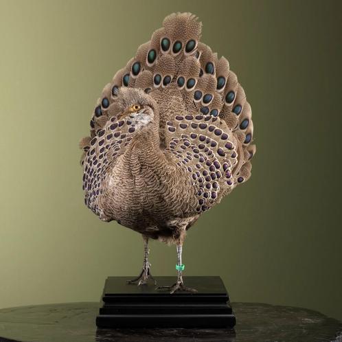 Grijze Pauwfazant Spiegelpauw, Verzamelen, Dierenverzamelingen, Opgezet dier, Nieuw, Vogel, Ophalen of Verzenden