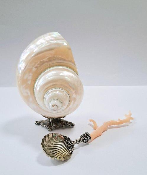Zeeslak Zeeschelp - Turbo imperialis  (Zonder Minimumprijs), Verzamelen, Dierenverzamelingen