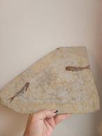 Vis - Gefossiliseerd dier - 25 cm, Collections, Minéraux & Fossiles