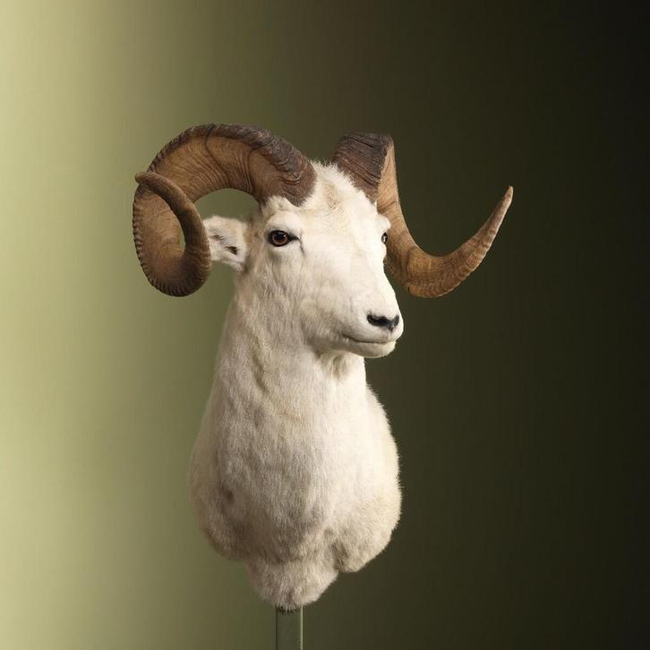 Dalls Schaap Taxidermie Opgezette Dieren By Max, Verzamelen, Dierenverzamelingen, Opgezet dier, Nieuw, Wild dier, Ophalen of Verzenden