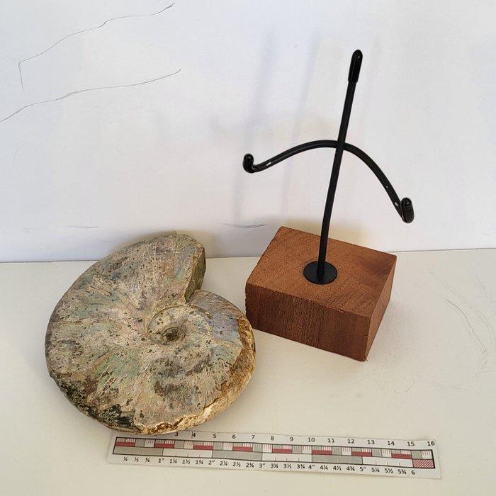 Zeldzaam iriserend ammonietfossiel op maat gemaakte houten, Verzamelen, Mineralen en Fossielen
