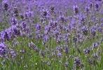 Geurolie Lavendel voor melts kaarsen en zeep 20 ml, Nieuw