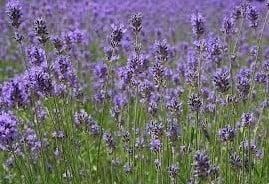 Geurolie Lavendel voor melts kaarsen en zeep 20 ml, Hobby en Vrije tijd, Knutselen, Nieuw