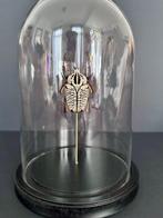 Goliathkever Taxidermie volledige montage - Goliathus, Verzamelen, Nieuw