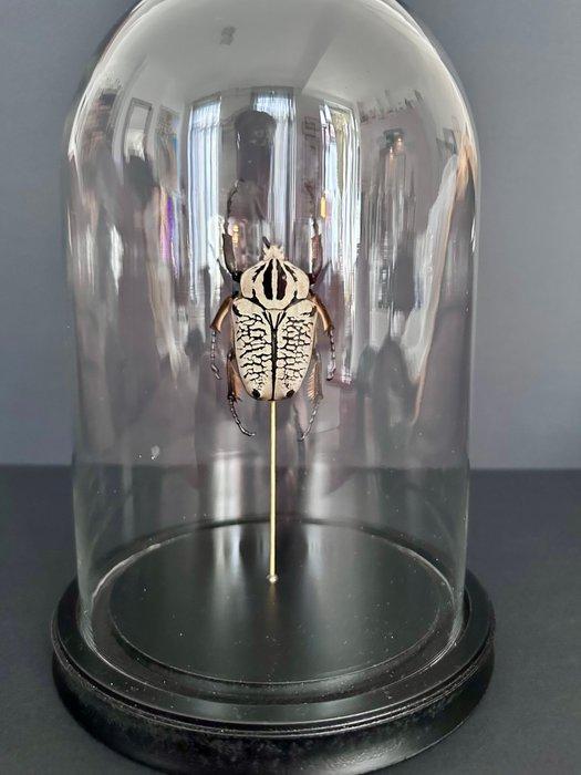 Goliathkever Taxidermie volledige montage - Goliathus, Verzamelen, Dierenverzamelingen