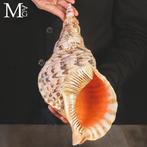 De Reus Triton – Iconische Schelpen Charonia Tritonis – De