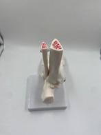 Industriële apparatuur - Frankrijk - Anatomisch model van de