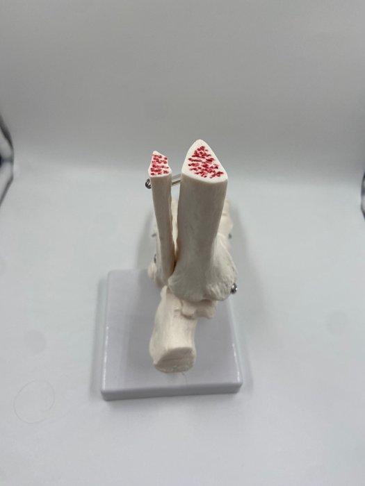 Industriële apparatuur - Frankrijk - Anatomisch model van de, Antiek en Kunst, Antiek | Wandborden en Tegels