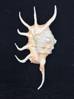 Zeeslak Zeeschelp - S-109 LAMBIS CROCATA (Zonder, Nieuw