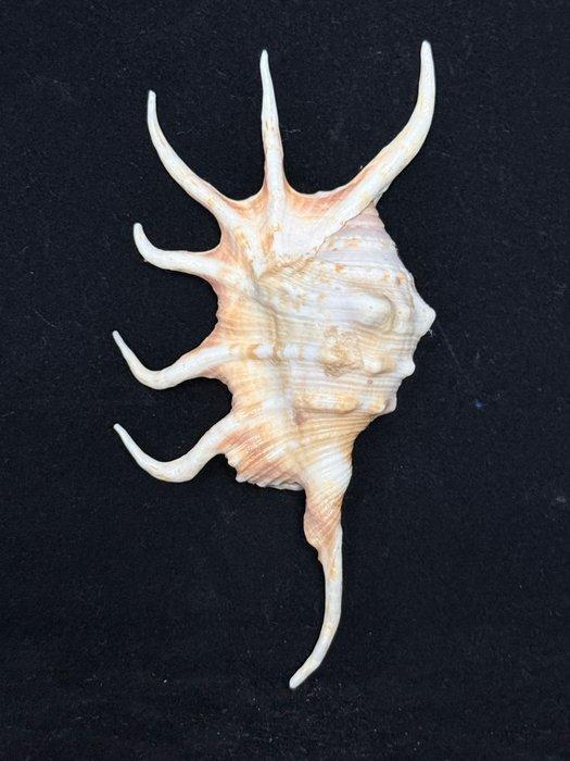 Zeeslak Zeeschelp - S-109 LAMBIS CROCATA (Zonder, Verzamelen, Dierenverzamelingen