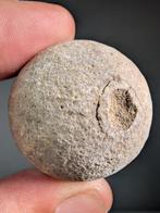 Zeeschilpad ei - Gefossiliseerd ei - Panchelonioidea sp. -