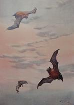 Gerald Barrett-Hamilton - A History of British Mammals (2