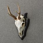 Reebok Schedel Taxidermie Opgezette Dieren By Max, Verzamelen, Ophalen of Verzenden, Nieuw, Wild dier, Opgezet dier