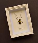 Kever Taxidermie volledige montage - Nemophas bicintus -