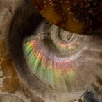 Ammonieten op matrix - Gefossiliseerde schelp - Ammoniti