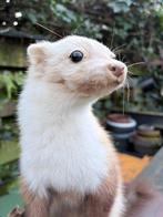 martre des pierres Support de corps entier pour taxidermie -, Nieuw