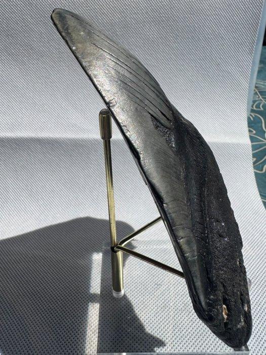 Megalodon - Fossiele tand - Carcharocles megalodon - 13.7 cm, Verzamelen, Mineralen en Fossielen