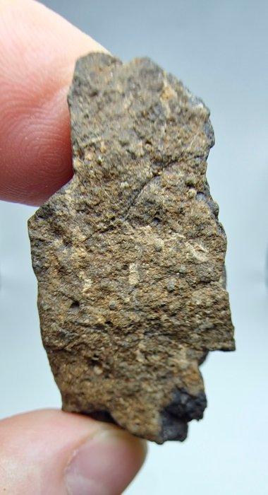 Carbonatische meteoriet CO3, NWA 16415. Geen minimale, Verzamelen, Mineralen en Fossielen