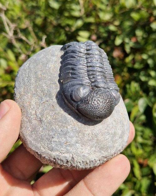 Trilobiet - Gefossiliseerd dier - phacops - 6 cm - 3.5 cm, Verzamelen, Mineralen en Fossielen