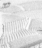 Franco Turcati - Langhe, Piemonte (358)