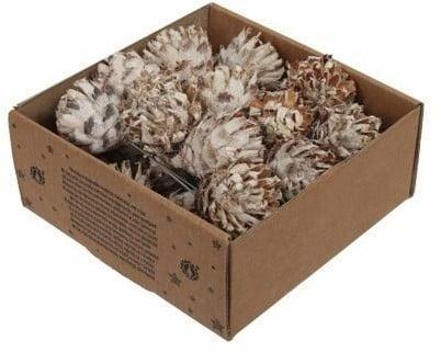 Leucodendron Plumosum op draad White wash doos 25 stuks, Huis en Inrichting, Woonaccessoires | Kunstplanten en Kunstbloemen, Nieuw
