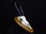 Springbok Crâne - Antidorcas marsupialis - 0 cm - 0 cm - 0, Nieuw