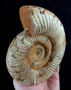 Ammonite - Animal fossilisé - Kranaosphinctes, Collections, Minéraux & Fossiles