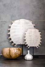 PAS DE PRIX DE RÉSERVE - Époustouflante carapace de tortue à